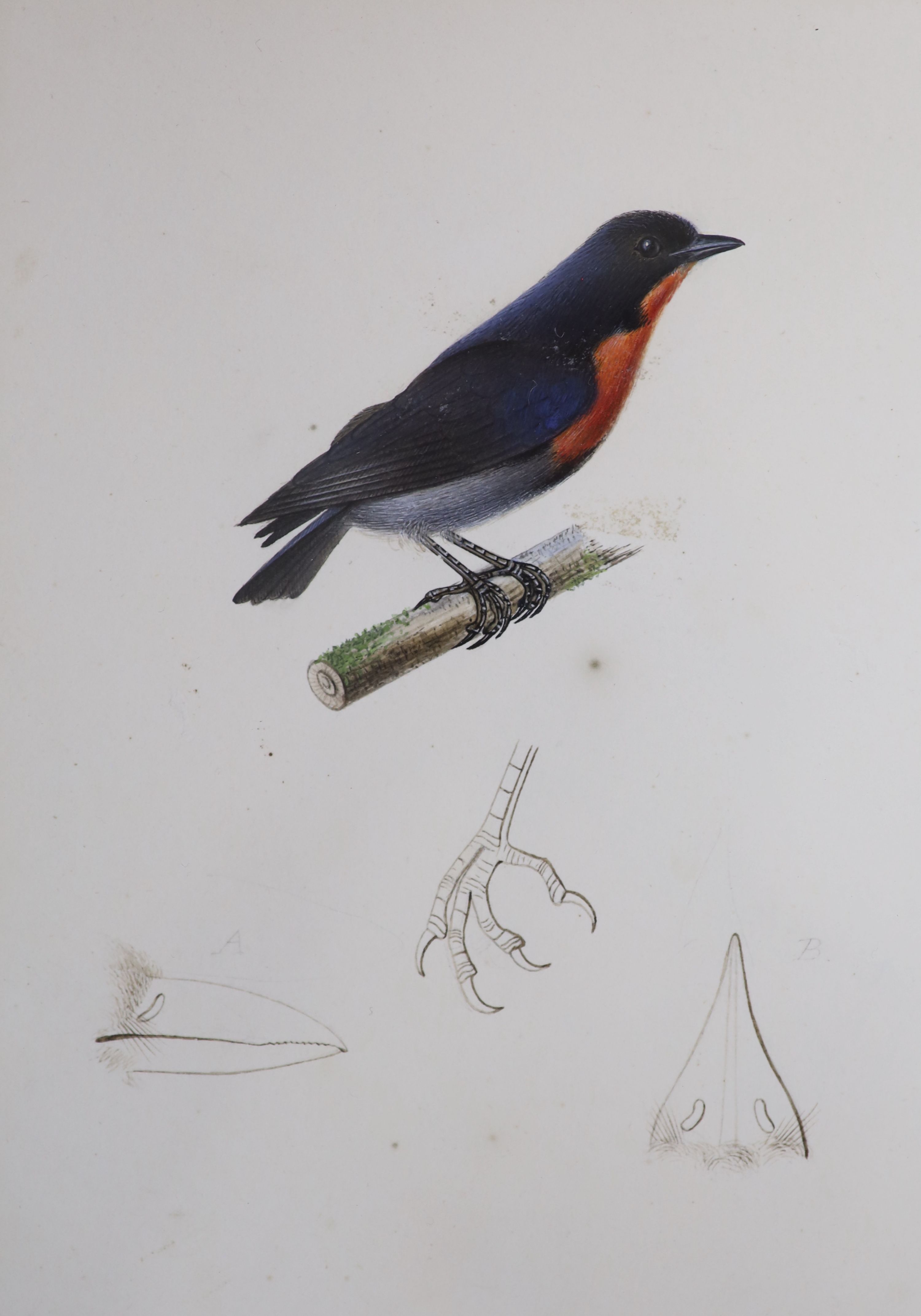 Jean-Gabriel Prêtre (1768-1849), four watercolours, Studies of exotic birds, signed and dated 1873, 18 x 12cm and a set of four coloured engravings of birds, 25 x 20cm